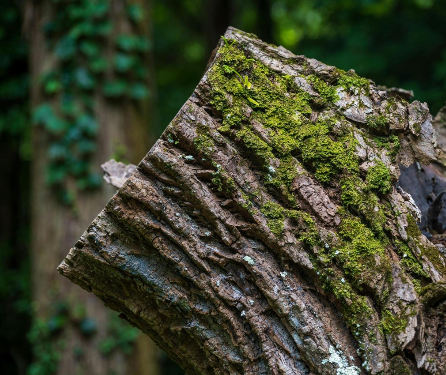 Count on Personal Touch Tree Service for professional stump grinding and more