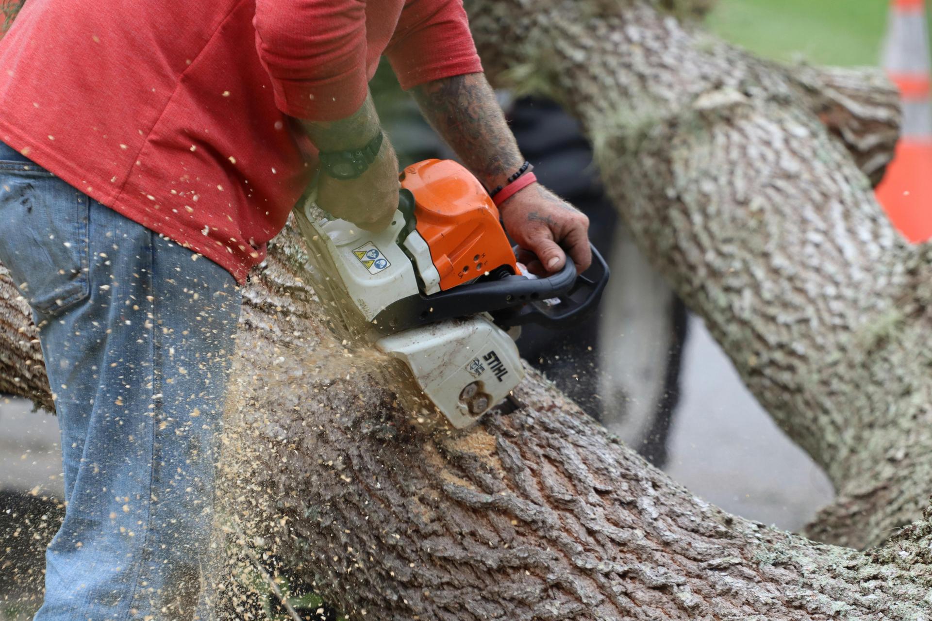 Tree removal services for properties in Dallas TX and surrounding areas Tree removal services for properties in Dallas TX and surrounding areas