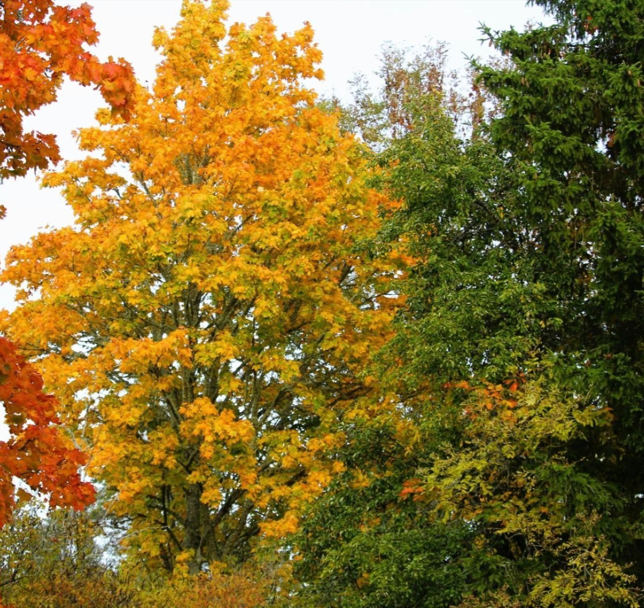 Tree mitigation and sustainable tree care near Casa View, TX Tree mitigation and sustainable tree care near Casa View, TX