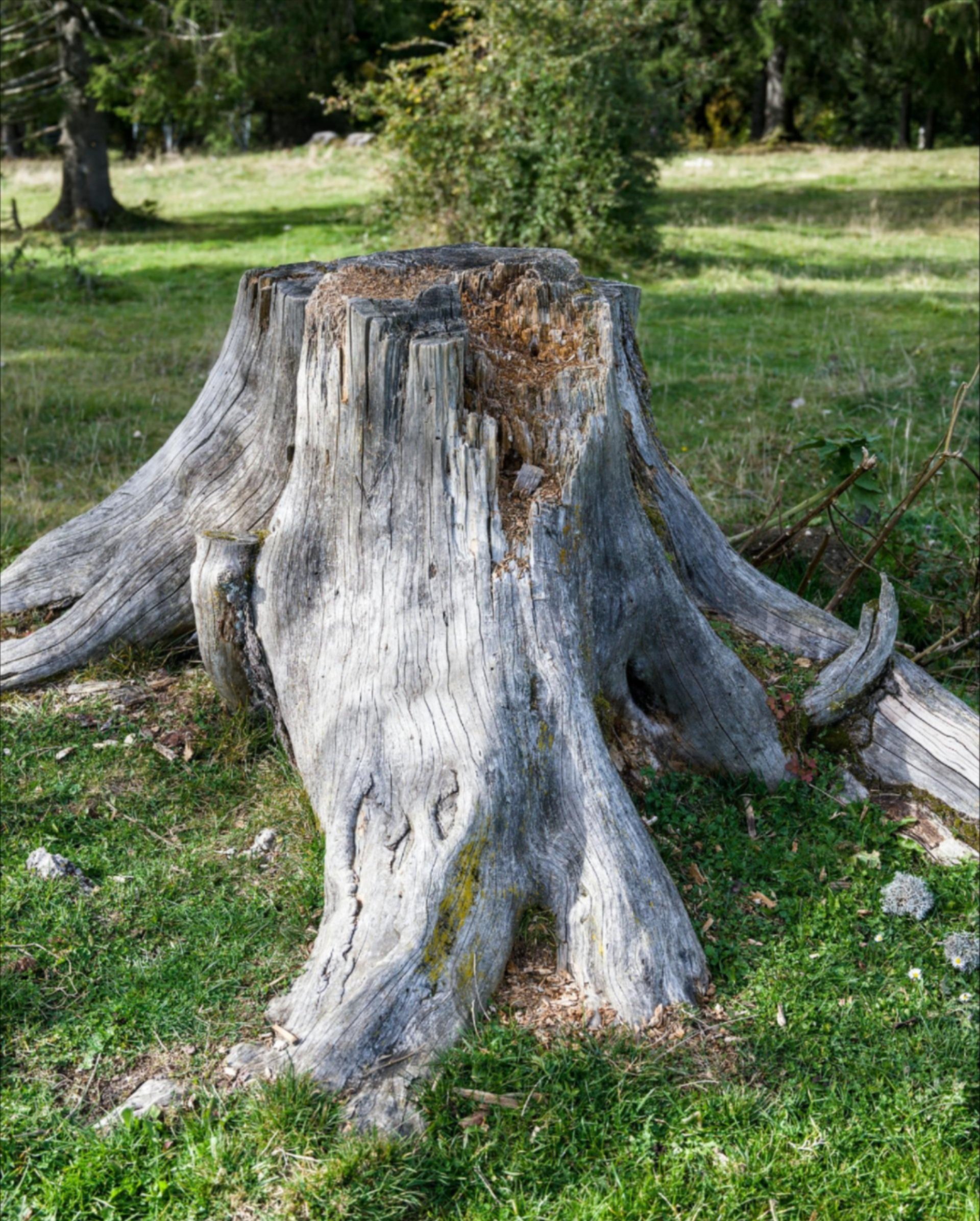 Expert stump grinding in Dallas TX and surrounding areas