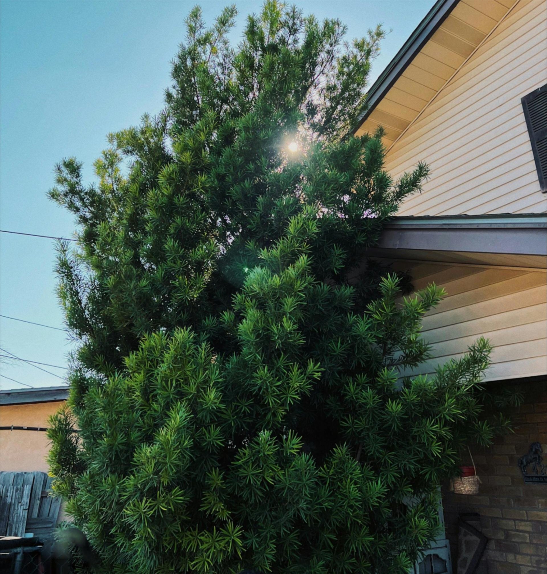 Emergency storm damage support by ISA certified arborists