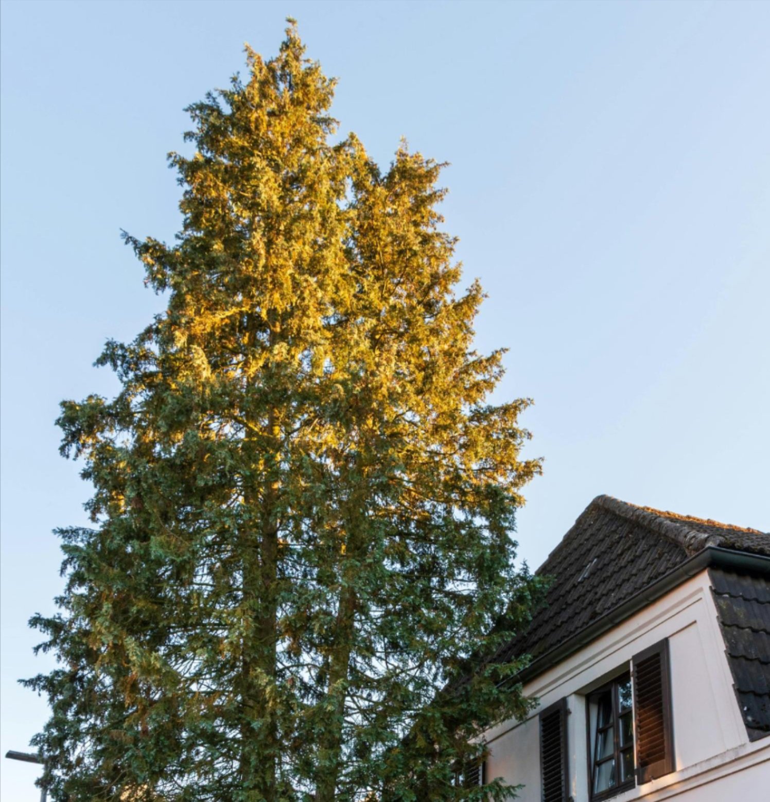 Tree mitigation and sustainable tree care near Plano, Dallas, TX Tree mitigation and sustainable tree care near Plano, Dallas, TX