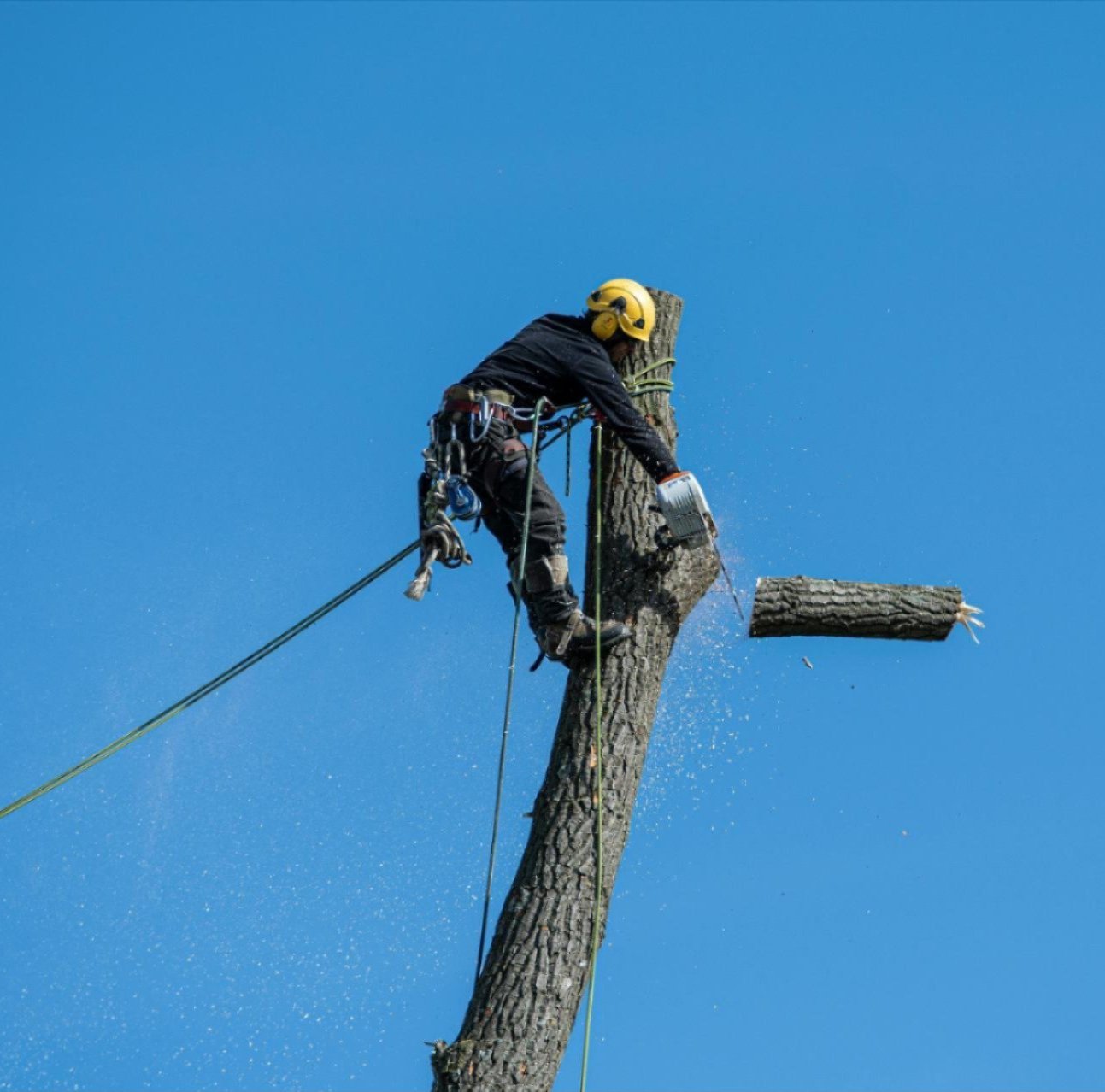 Tree care services in Dallas TX and surrounding areas Tree care services in Dallas TX and surrounding areas