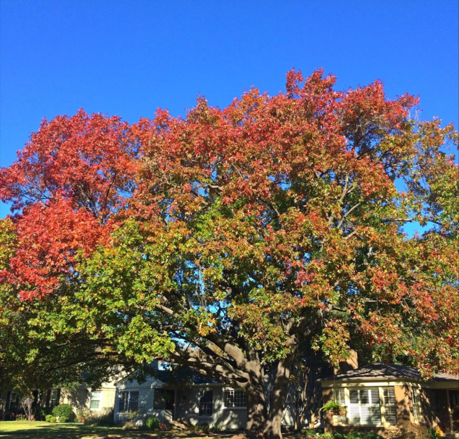 Tree mitigation and sustainable tree care near Rockwall, TX Tree mitigation and sustainable tree care near Rockwall, TX