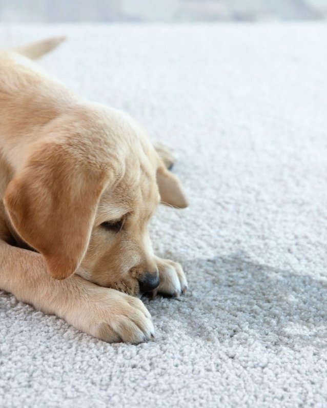 Keep your home fresh with safe, effective pet odor removal and steam cleaning across Seattle and the Eastside Keep your home fresh with safe, effective pet odor removal and steam cleaning across Seattle and the Eastside