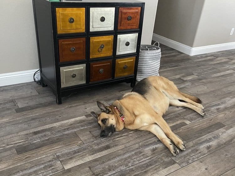 Commercial Carpet Flooring Services