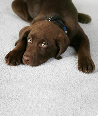 Best carper flooring selection in McKinney, TX