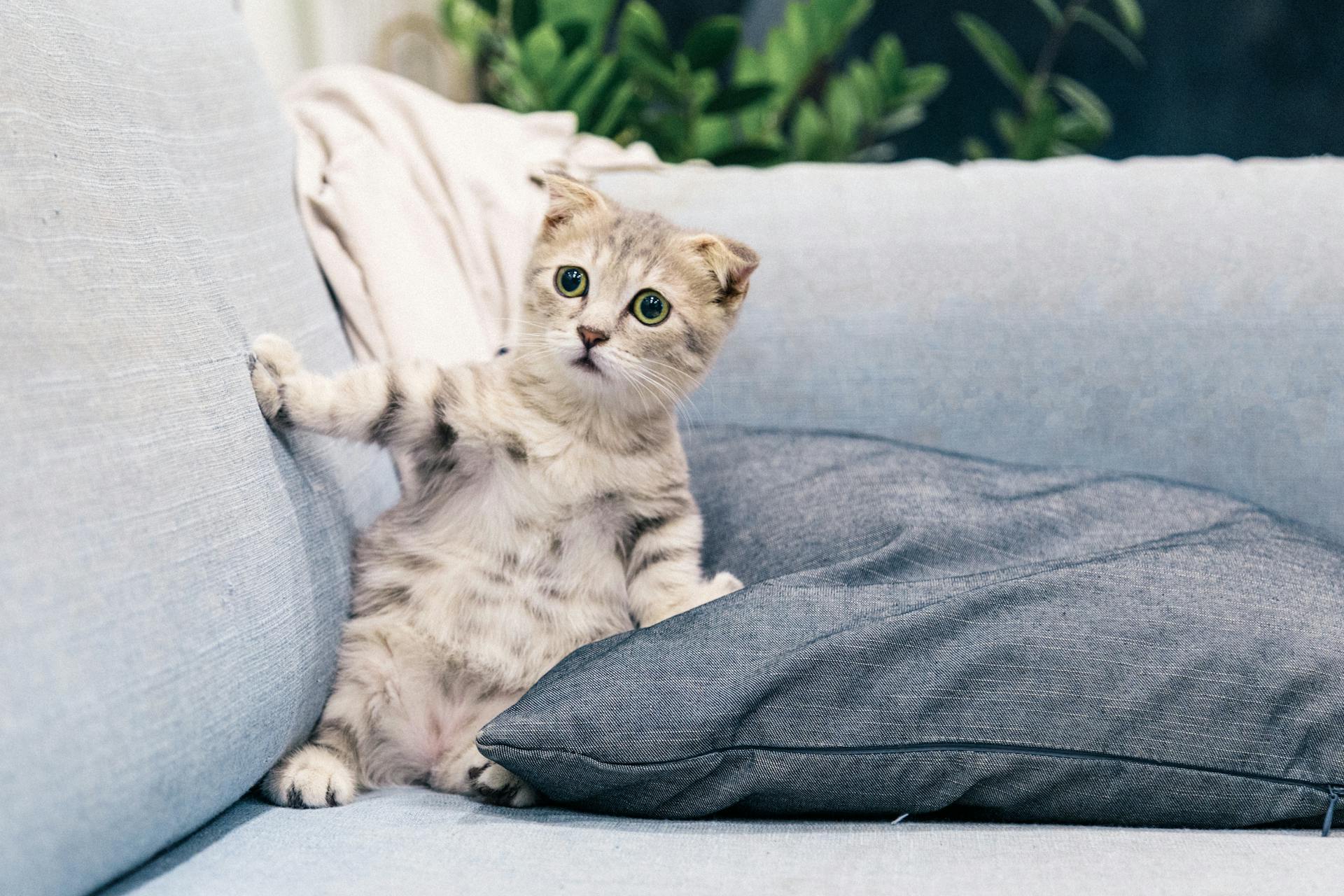Pet stain and odor removal in Maudin, SC by 864 Cleaning