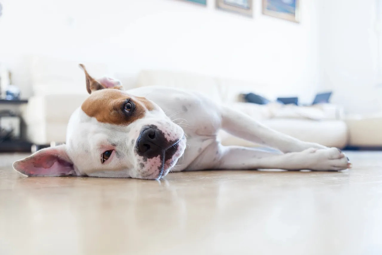 Pet stain and odor removal in Greenville, SC by 864 Cleaning