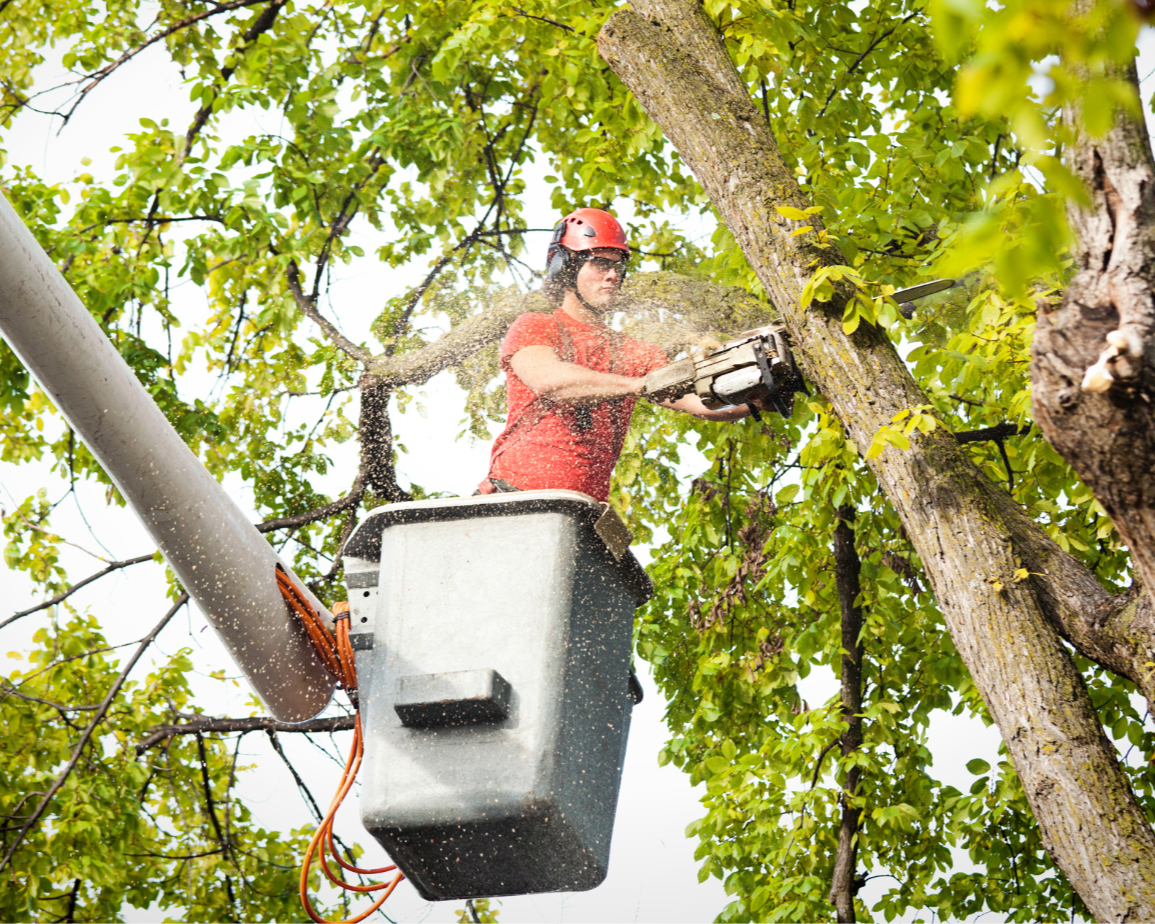Professional Tree Services in Lenexa, KS Professional Tree Services in Lenexa, KS