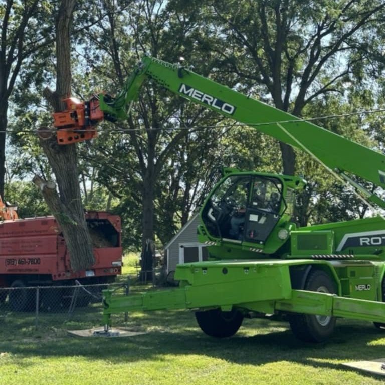 When should I have my trees trimmed in Lenexa, KS?