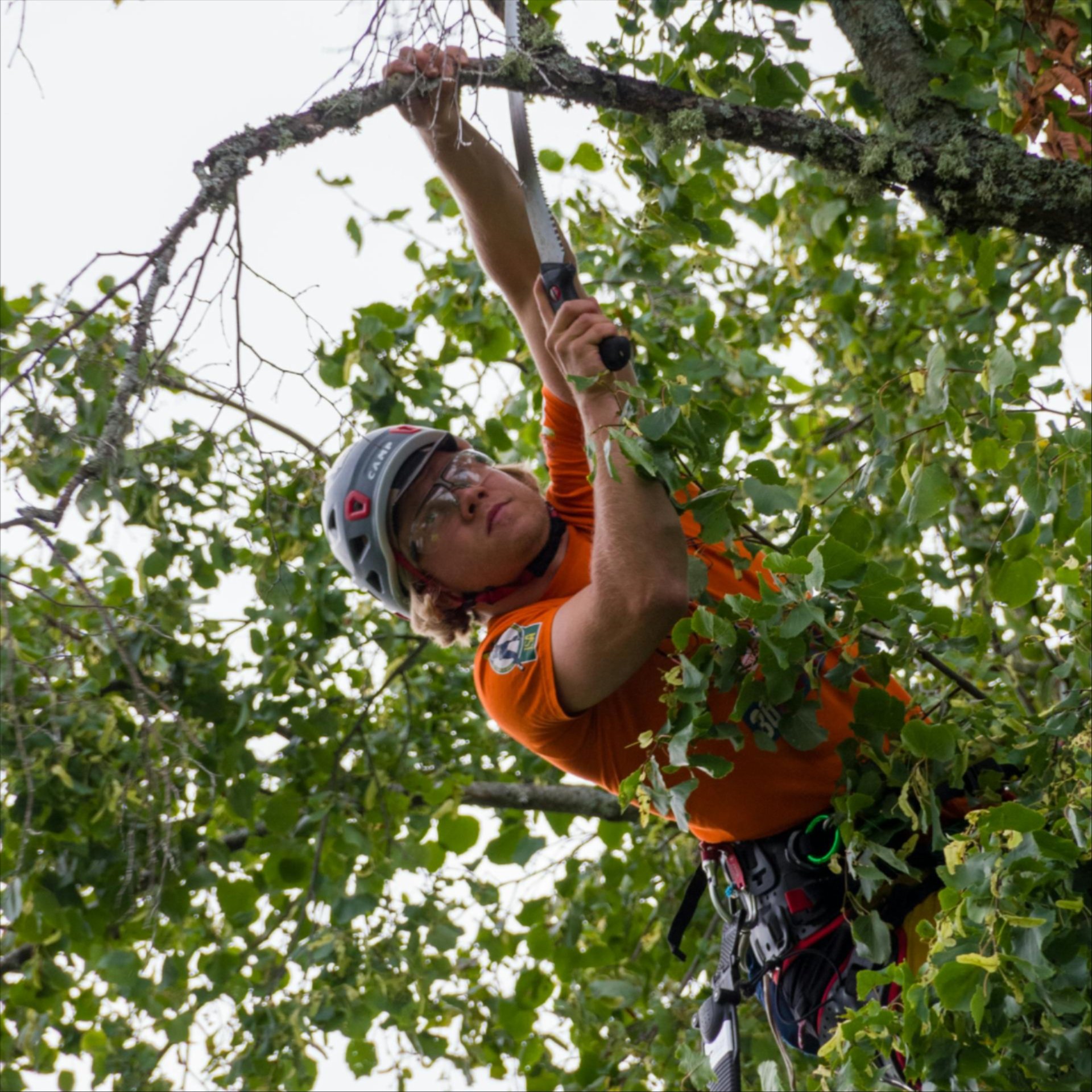 Get a Quote for Professional Tree Care