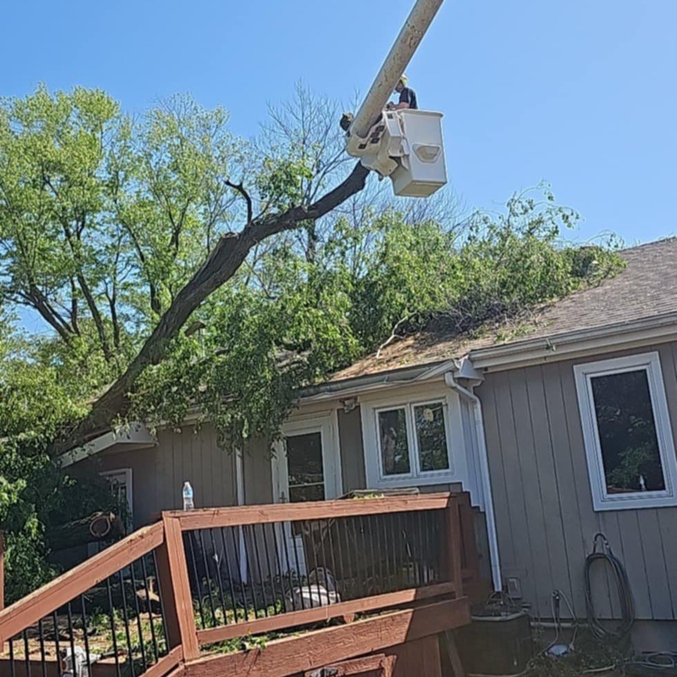 Tree Trimming services in Olathe, KS