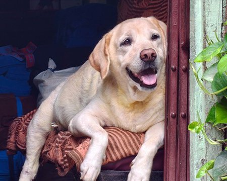 Pet Odor Removal - Magnolia Services