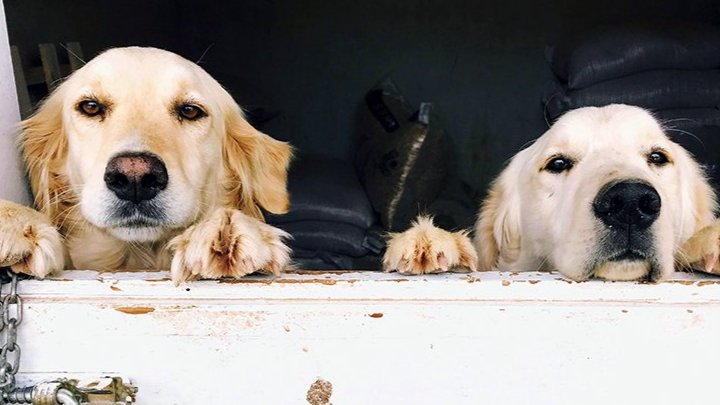 Magnolia Cleaning Services | Pet Odor Removal