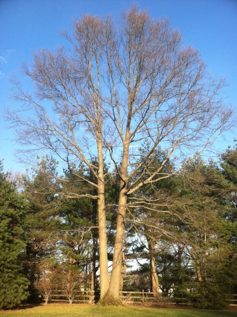 Tree services in Newtown, CT