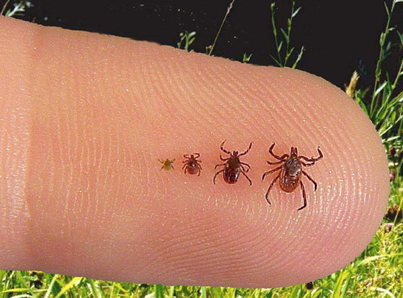 Tick services in Newtown, CT Tick services in Newtown, CT