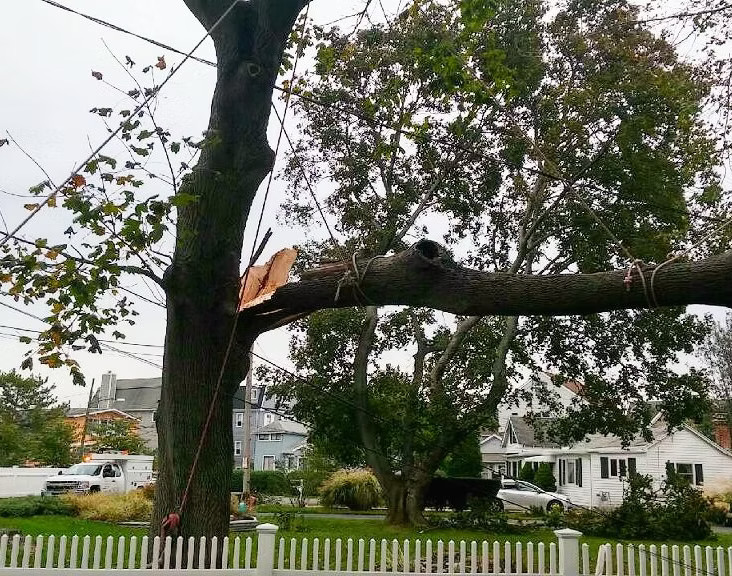 Storm and emergency tree removal services in Newtown, CT Storm and emergency tree removal services in Newtown, CT