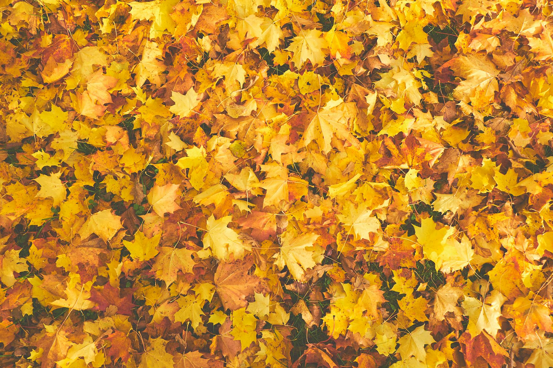 Fall cleanup services in Portage, MI and beyond