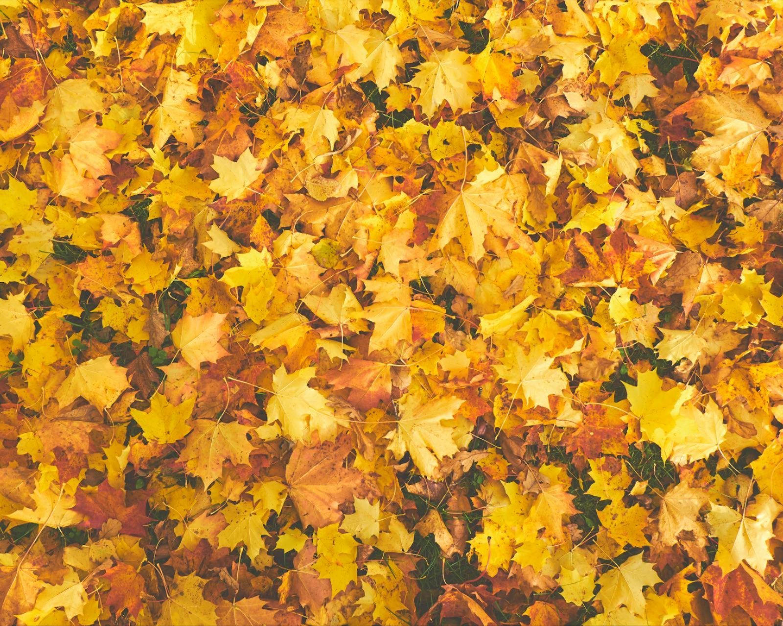 Seasonal lawn cleanup services in Mattawan, MI and beyond