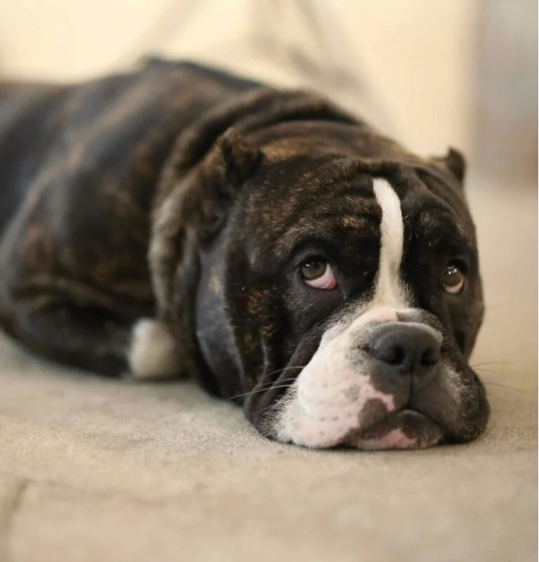 Carpet Installation in Brea, CA