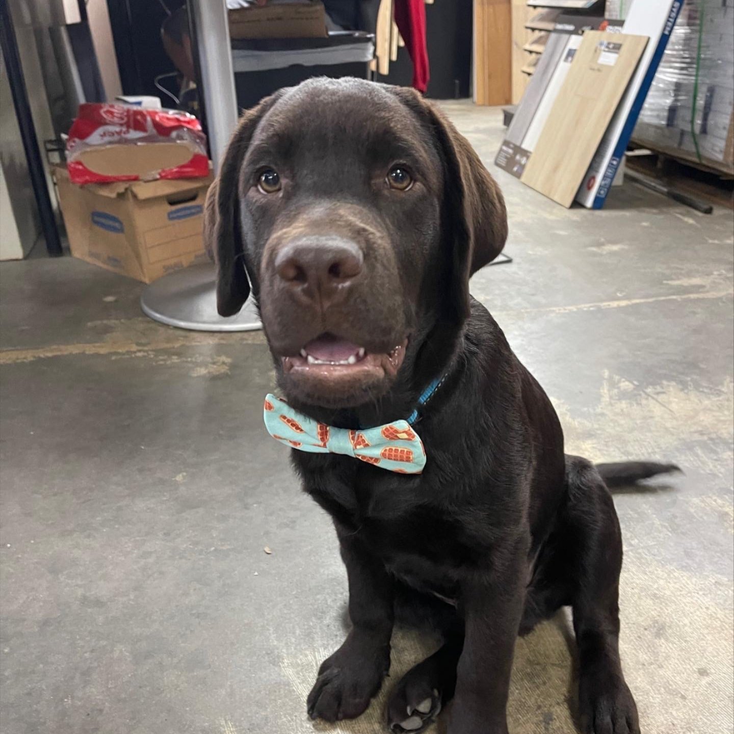 Meet Biscuit Meet Biscuit