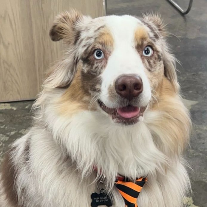 Meet John Wick Meet John Wick