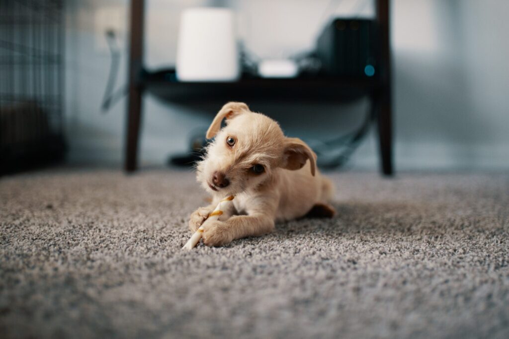 Carpet Flooring Services Carpet Flooring Services