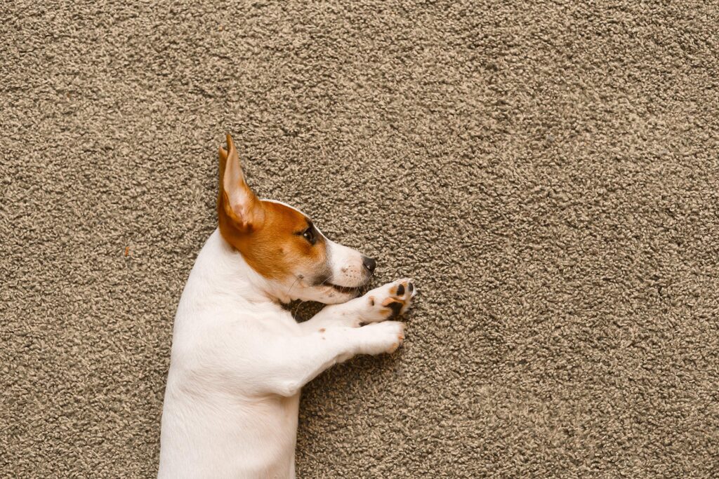 Carpet Flooring in Metter, GA Carpet Flooring in Metter, GA