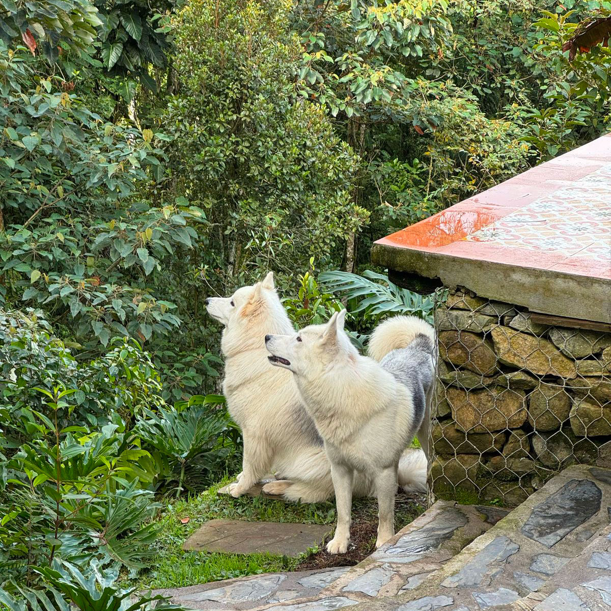 Paco y Lola : obediencia básica