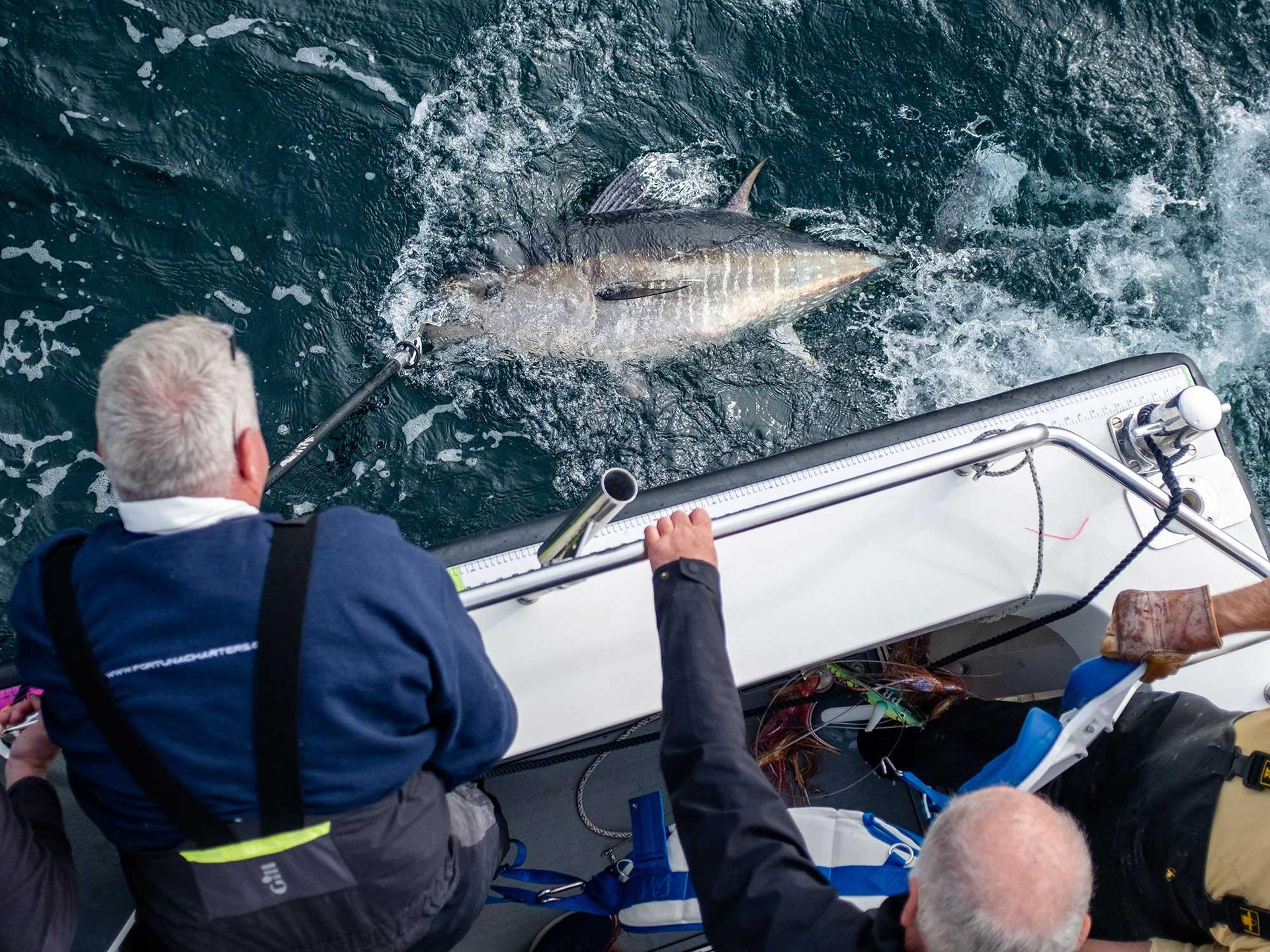 Bluefin in the UK