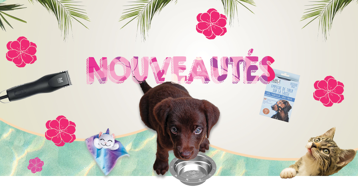 PUB MONSIEUR TOUTOU