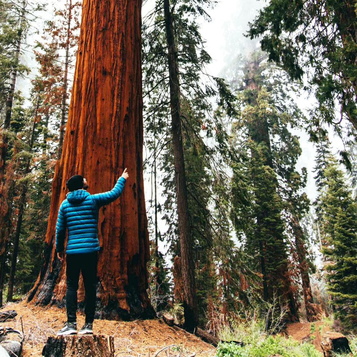 A stream rushes through a lush redwood forest