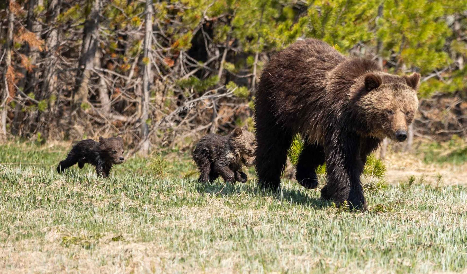 Grizzly bear mother and 3 cubs