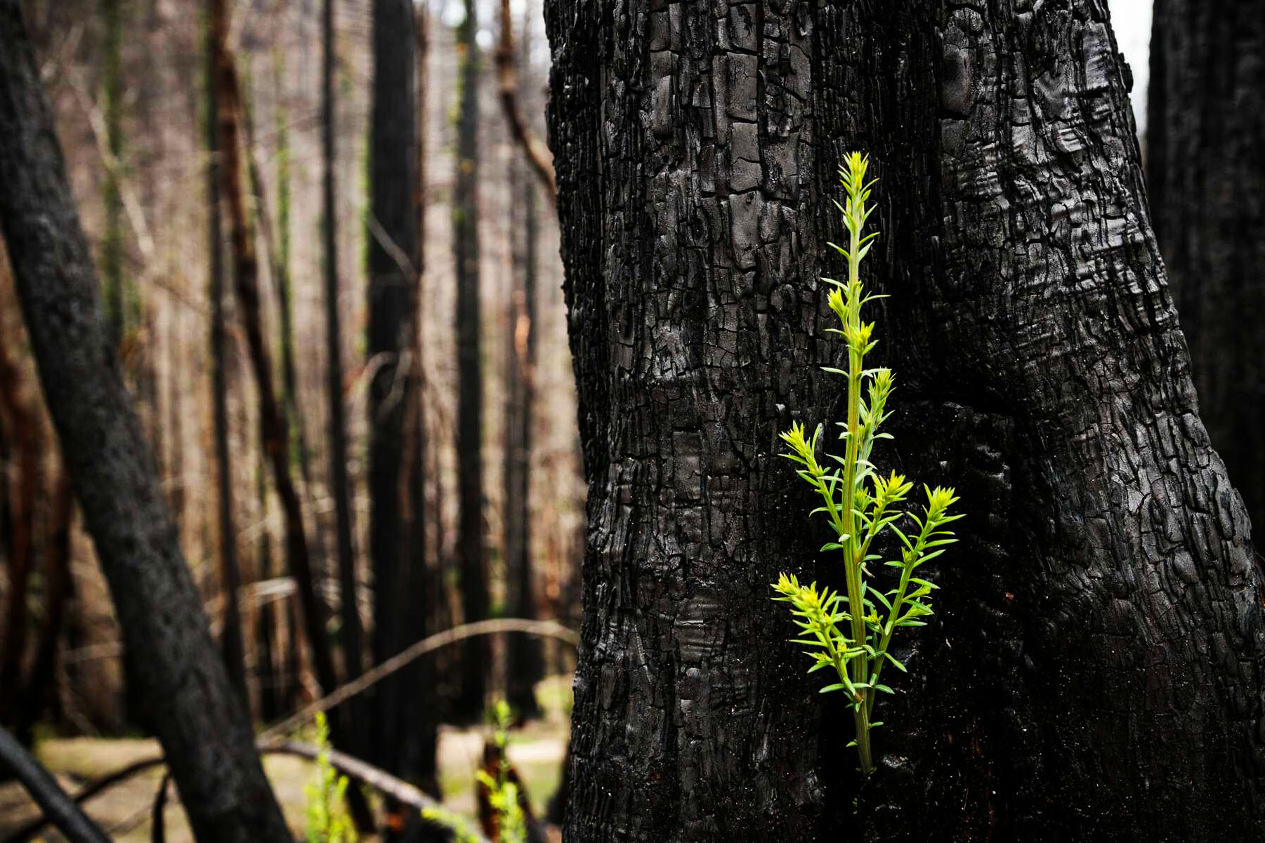 New green growth sprouts from a fire-blackened redwood trunk