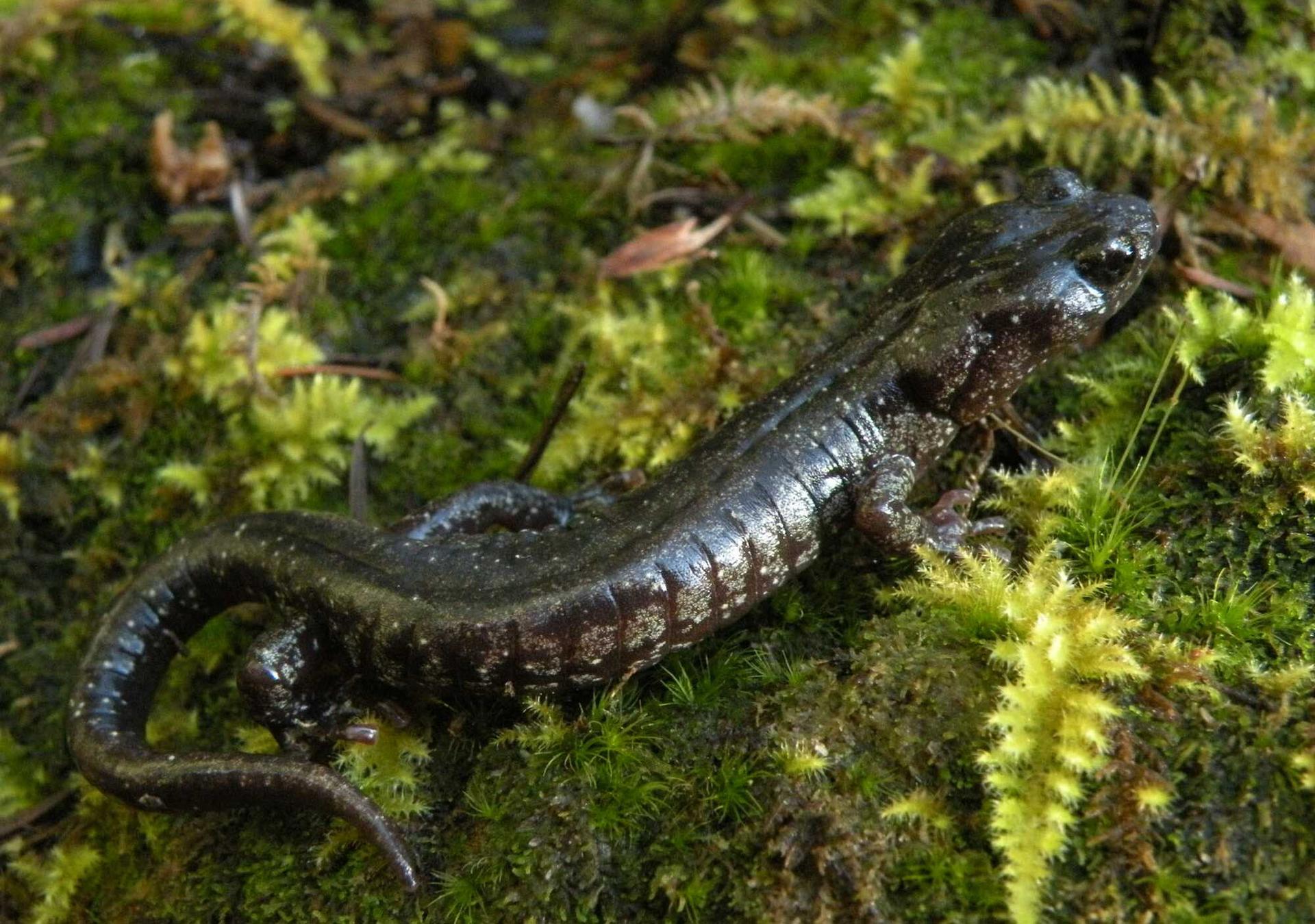 A black glistening salamander perches on soft green moss