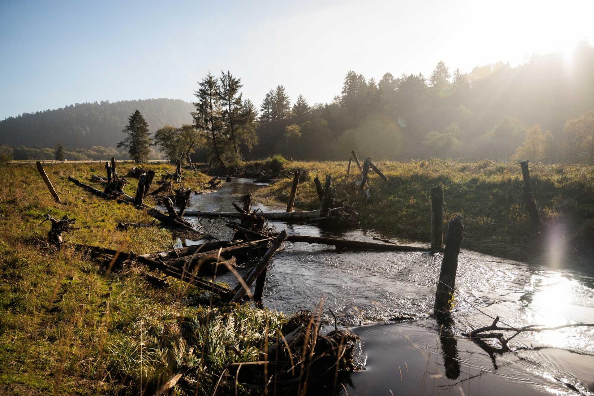sunlight streams over a creek with grassy banks and wood debris in its flow