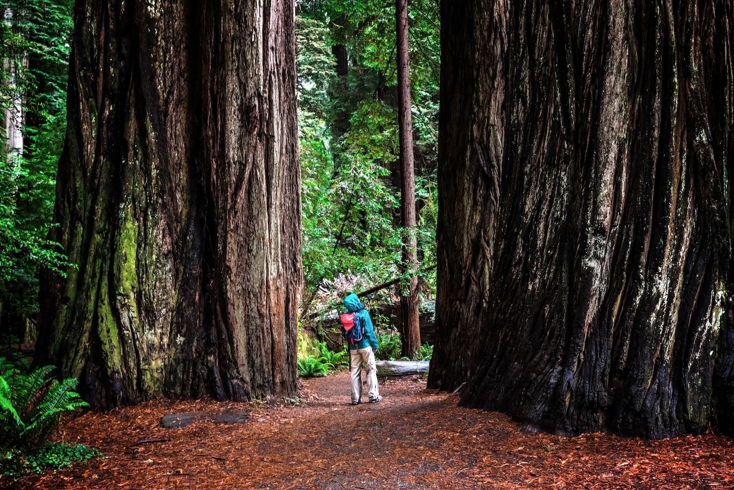 a hiker wearing a bright hooded raincoat stops to examine the massive trunk of a redwood tree