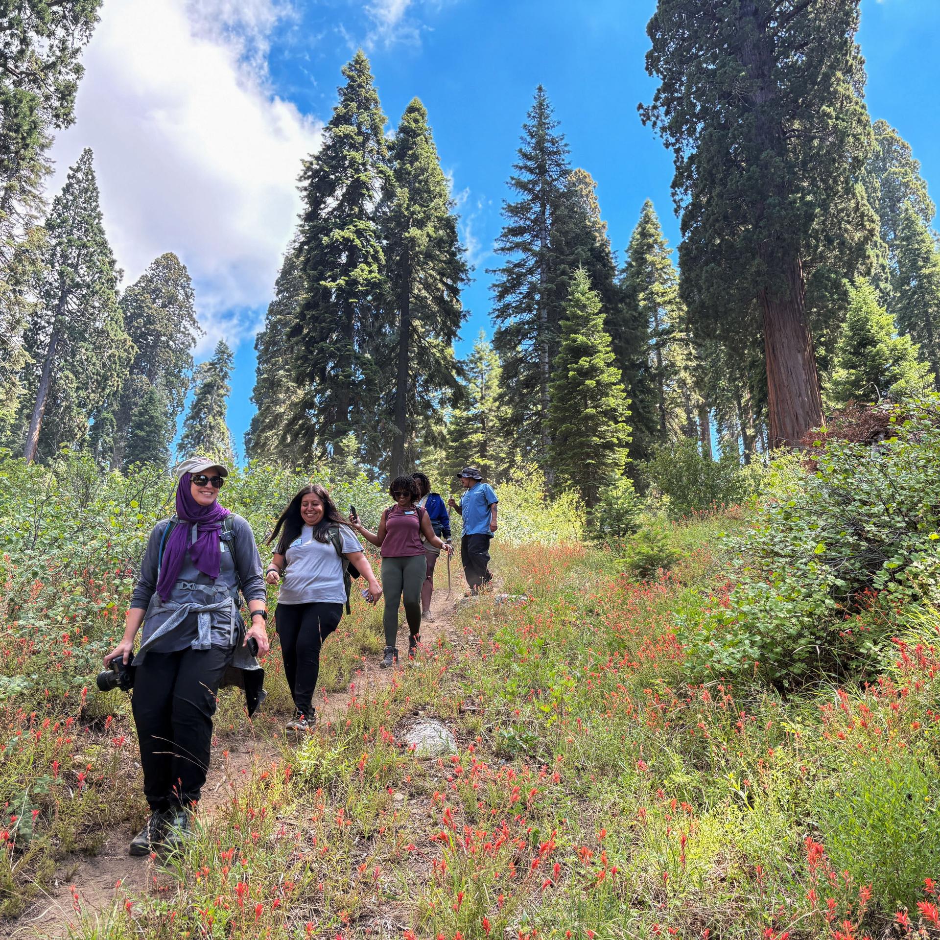 Four people walk down a steep hiking trail with wildflowers in the foreground and tall sequoia trees in the background