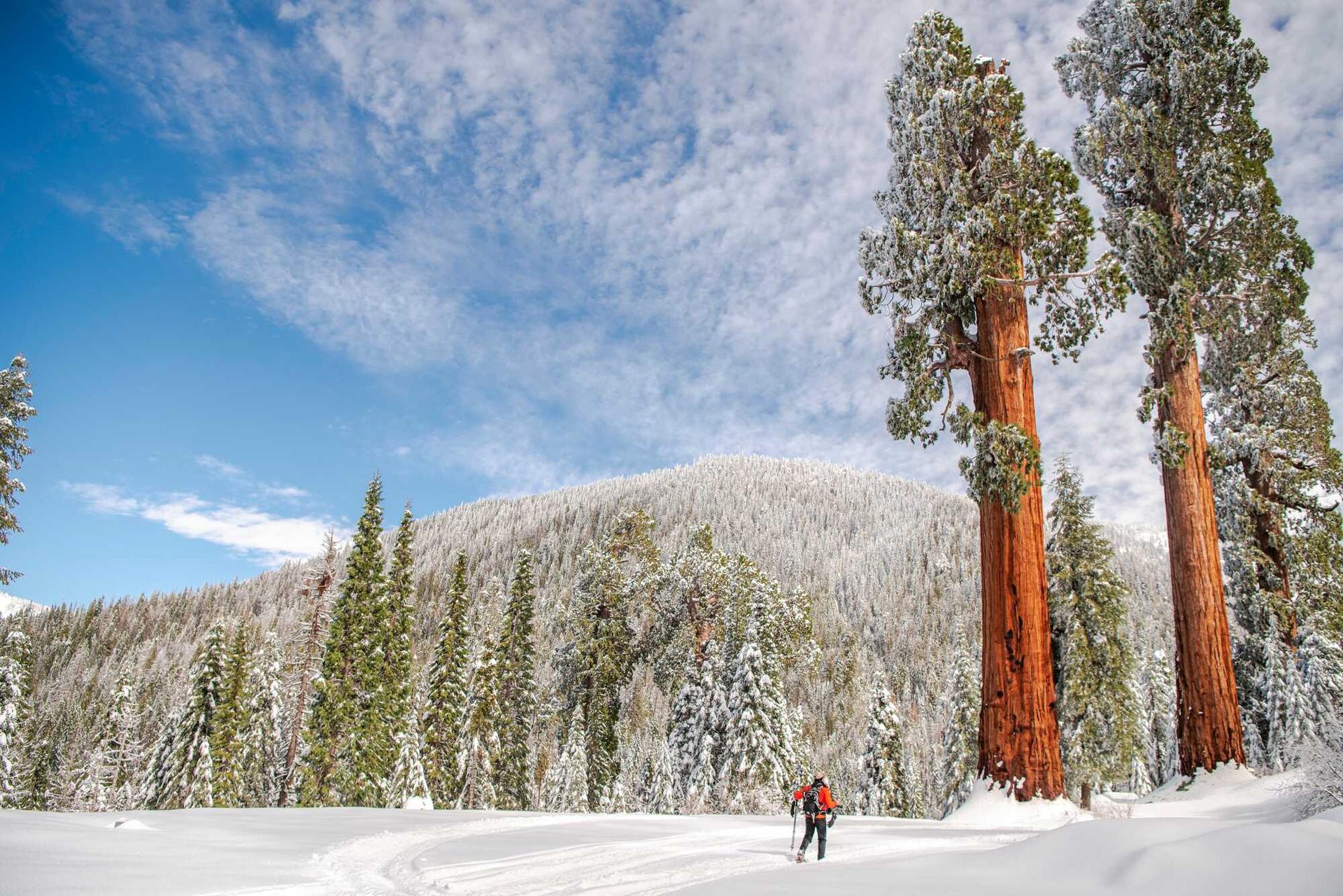 A snowshoer in a red jacket approaches two tall giant sequoias standing sentinel above a snowfield. 