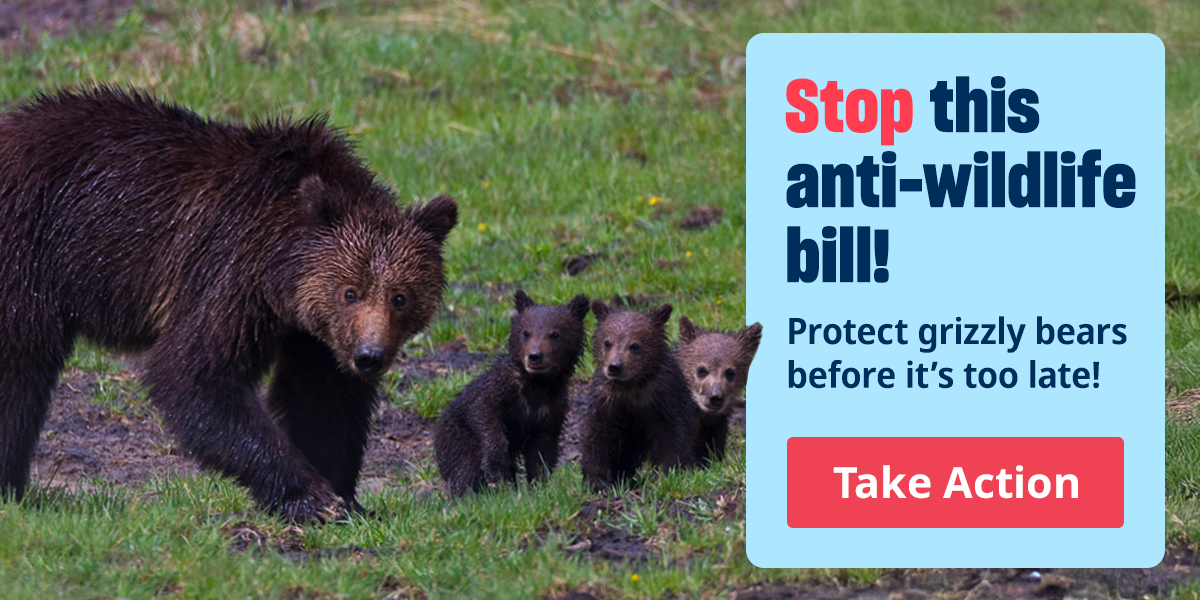 Wild grizzly bears at Yellowstone National Park in Wyoming.