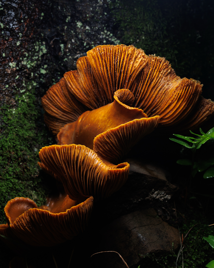 A dark orange mushroom with prominent gills curls against the trunk of a tree