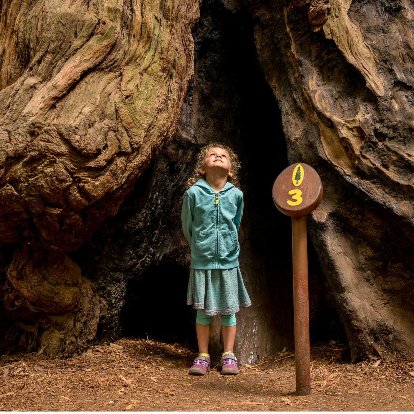 a young girl standing in front of a massive redwood gazes up toward the canopy