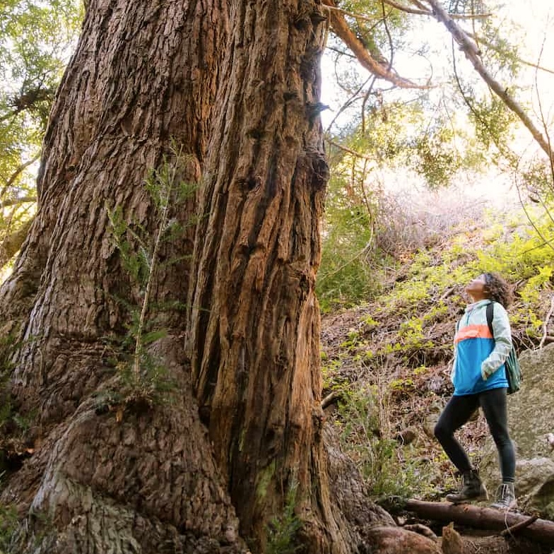 A woman stands at the base of a redwood tree look up