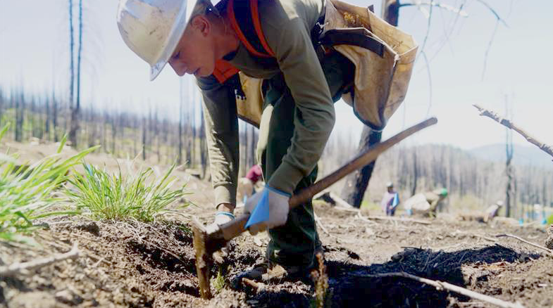 a forester leans down to plant a tree 