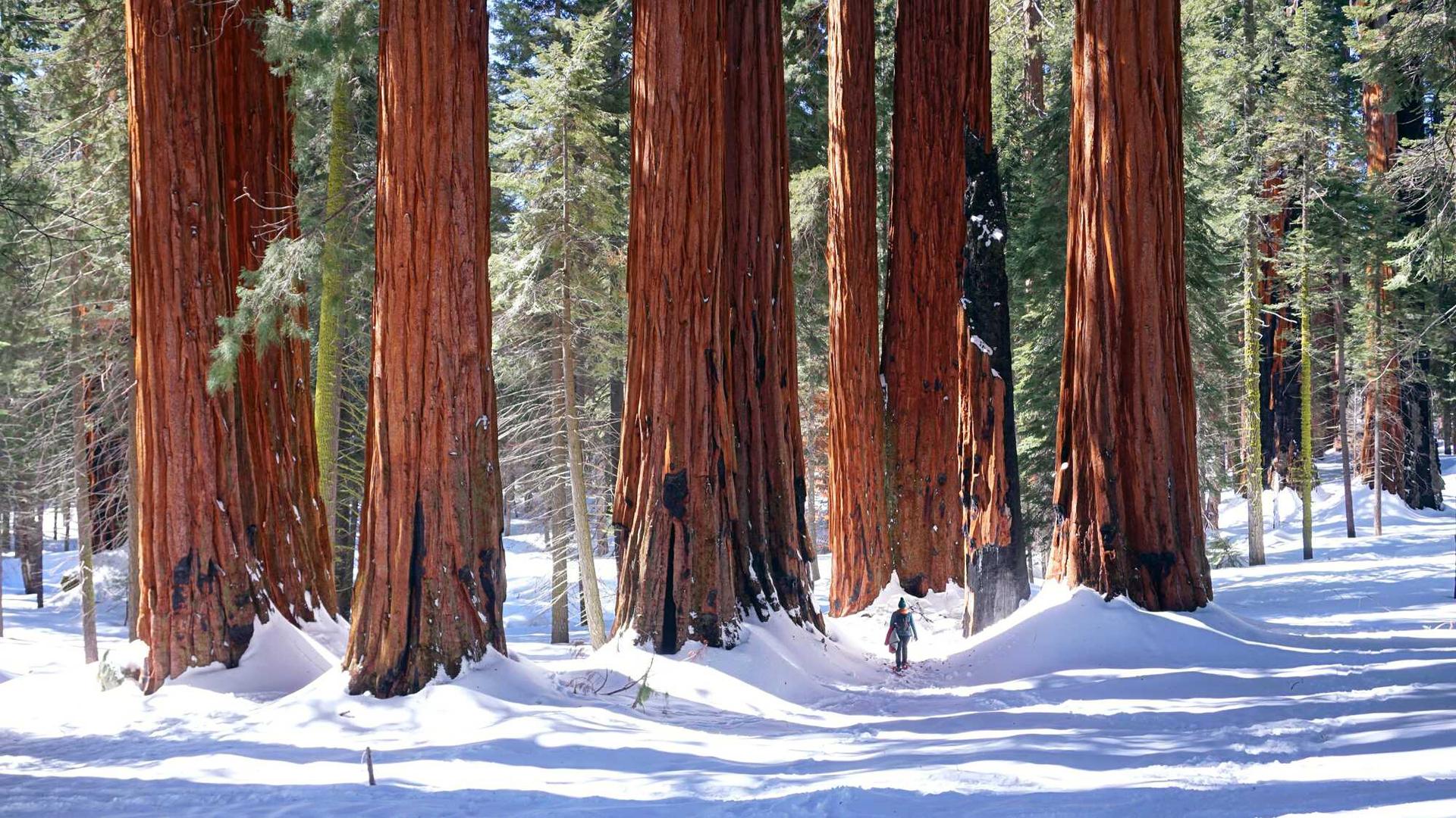A snowshoer passes beneath a grove of massive giant sequoias, their red bark striking against the white snow.