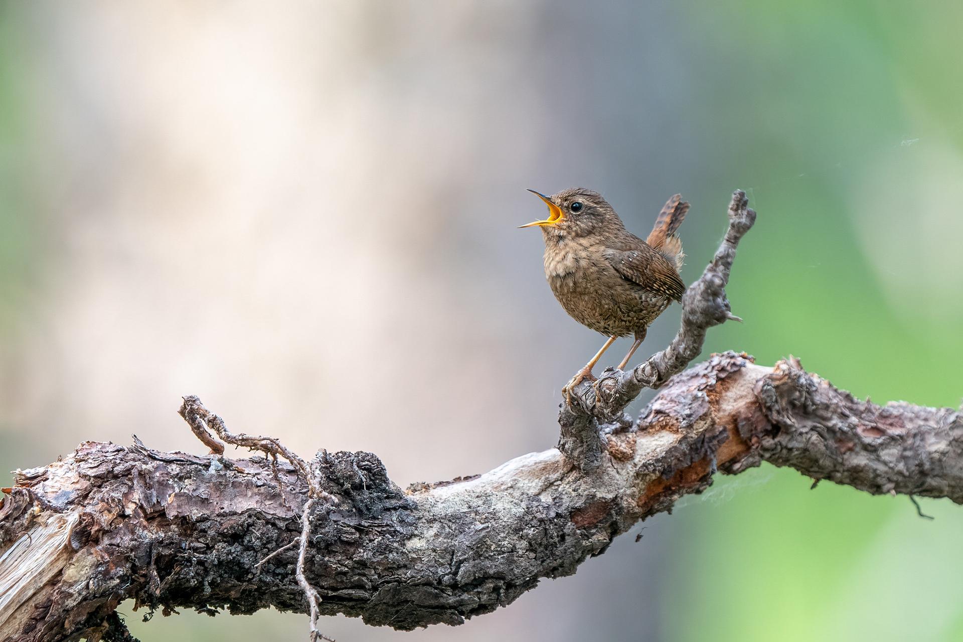 a tiny brown bird perched on a branch and sings