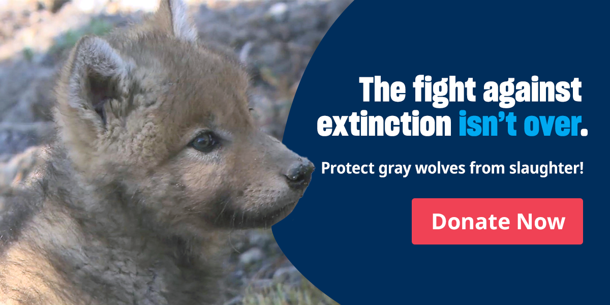 Wild wolves in the United States.