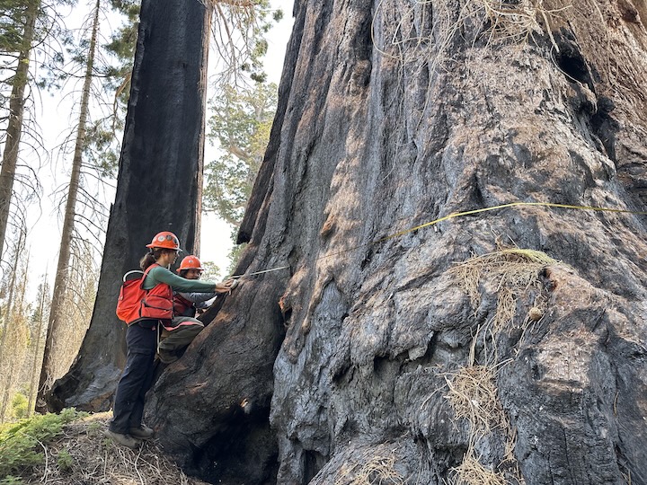 Two people wearing orange hard hats and safety vests wrap a tap measure around the massive trunk of a giant sequoia.