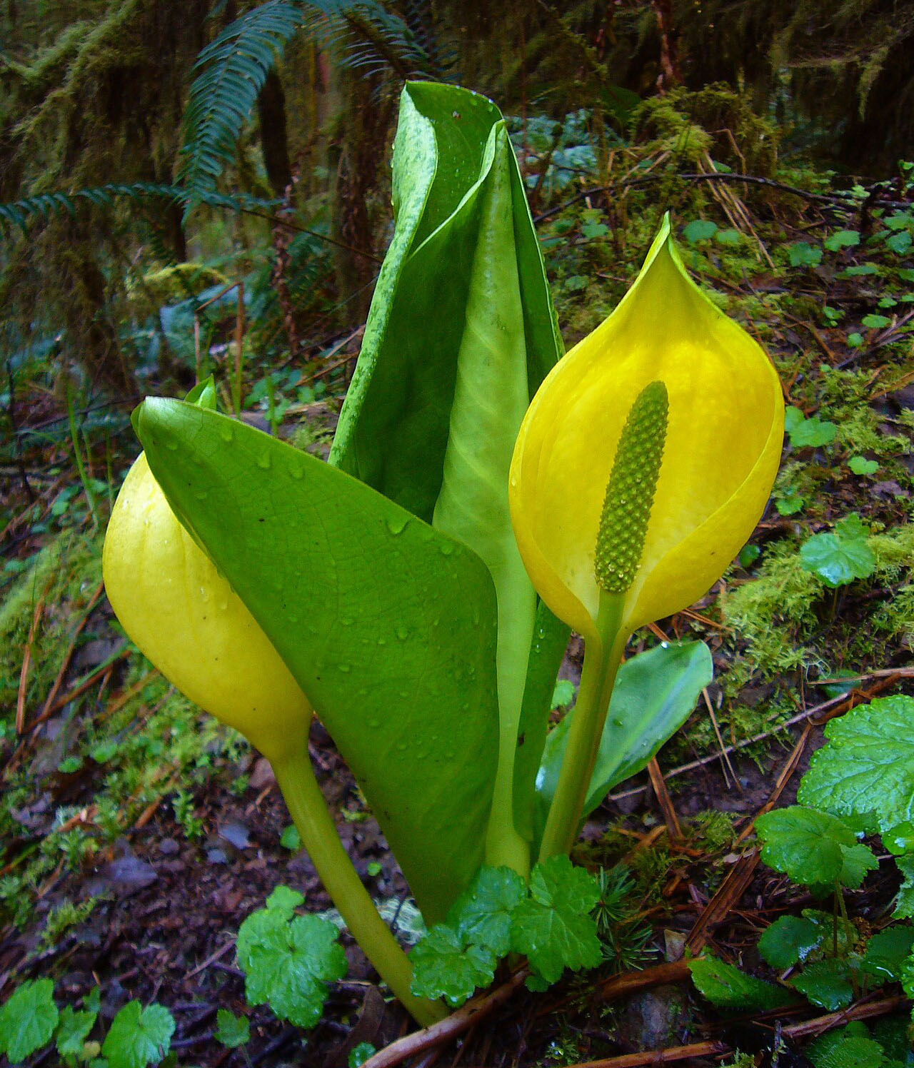 A plant with large furled green leaves and bright yellow flowers that resemble calla lillies